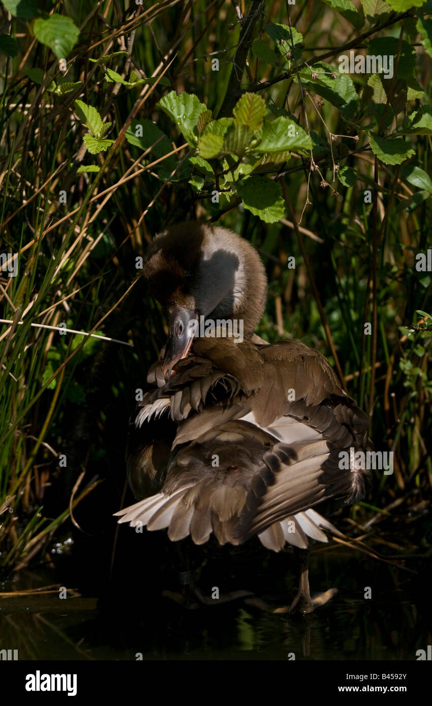 Il brasiliano Teal Amazonette brasiliensis sull'acqua. Riserva Naturale Lancashire. Foto Stock