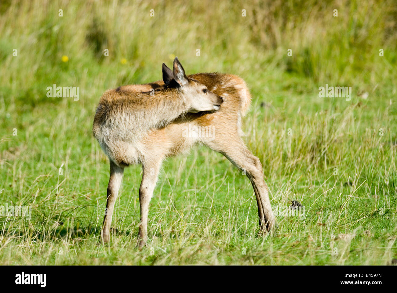 Vitello dei cervi rossi Foto Stock