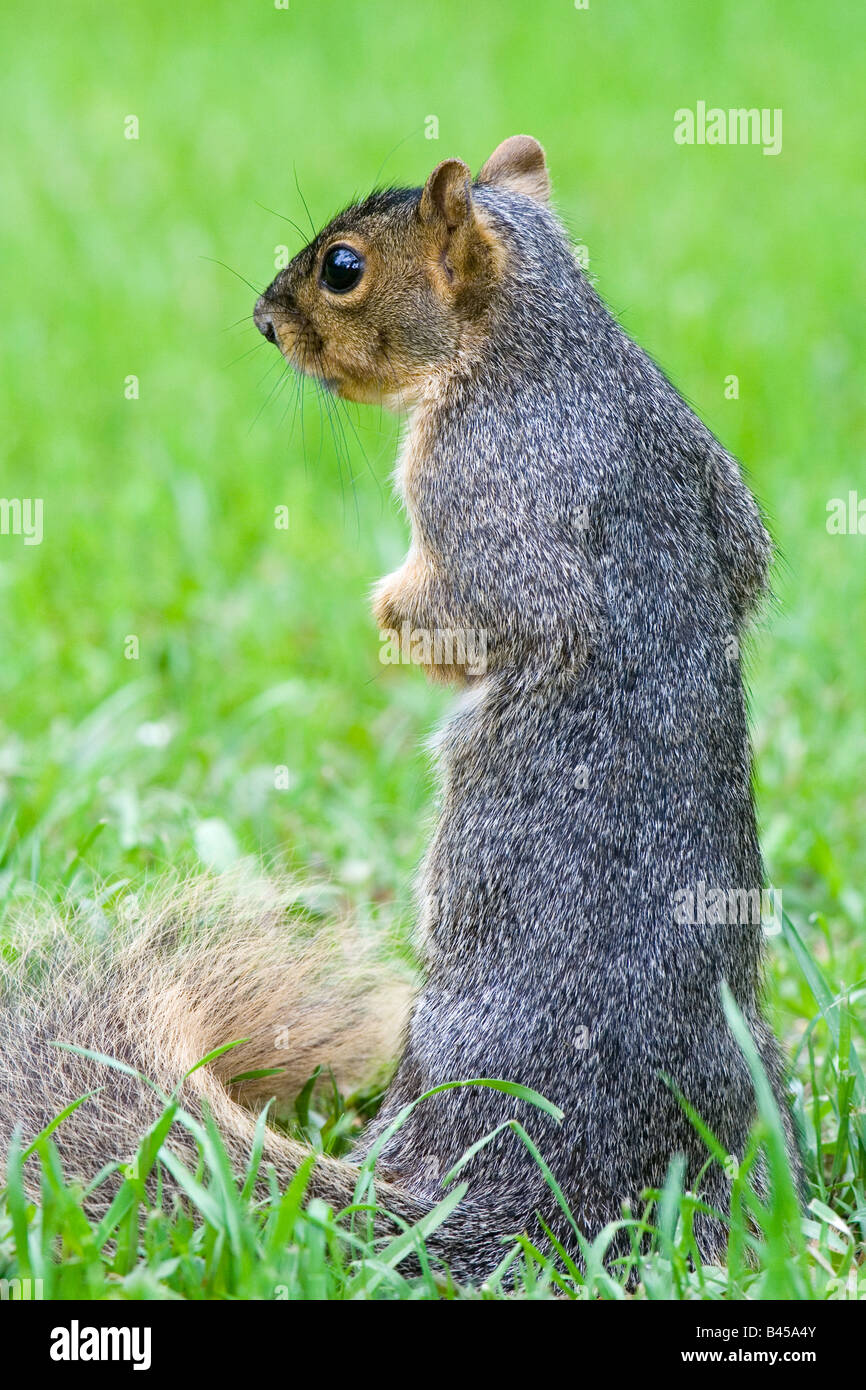 Fox Squirrel sul prato Foto Stock