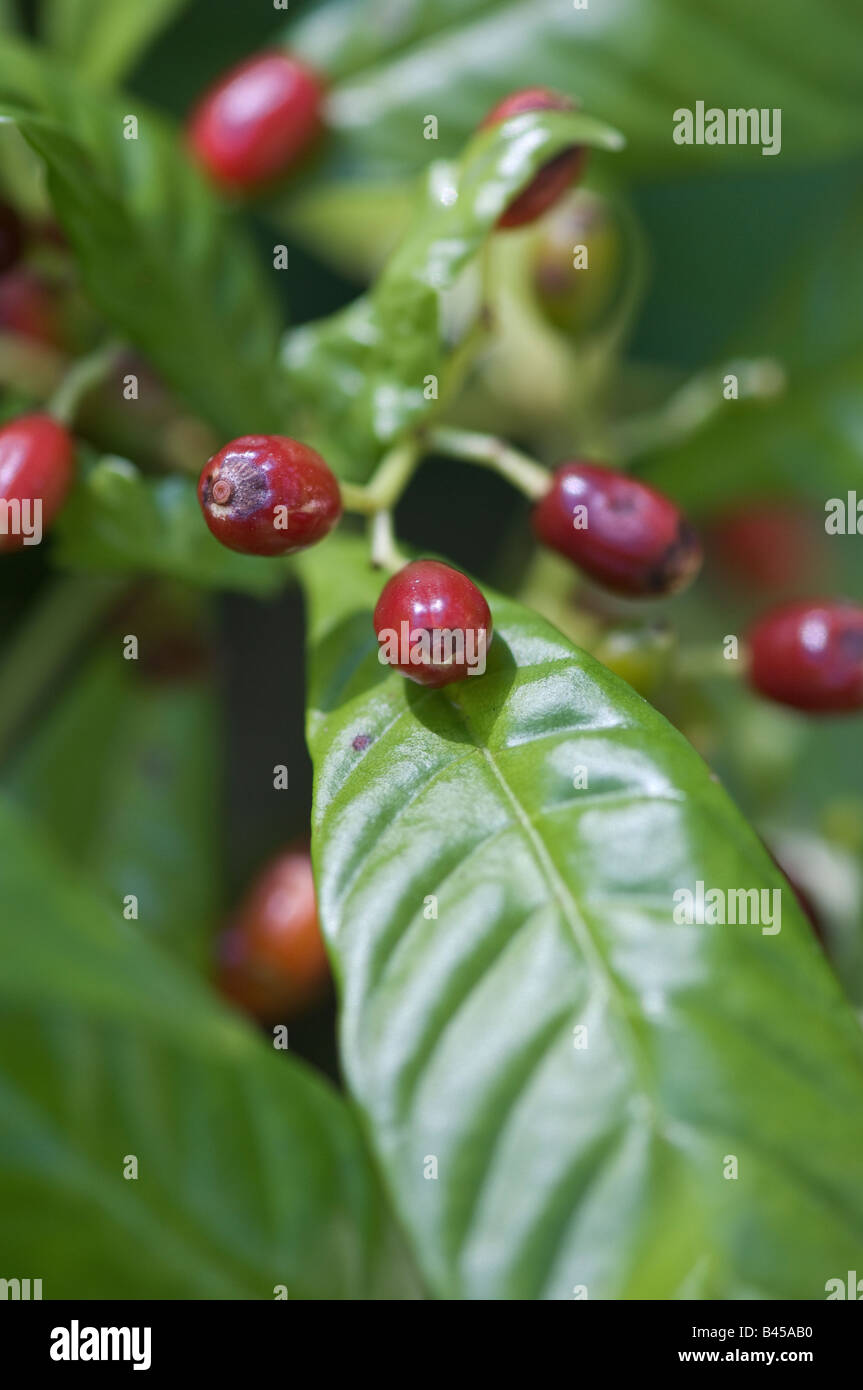 Shiny lasciato il caffè selvatico con frutta Psychotria nervosa Rubiaceae family Foto Stock