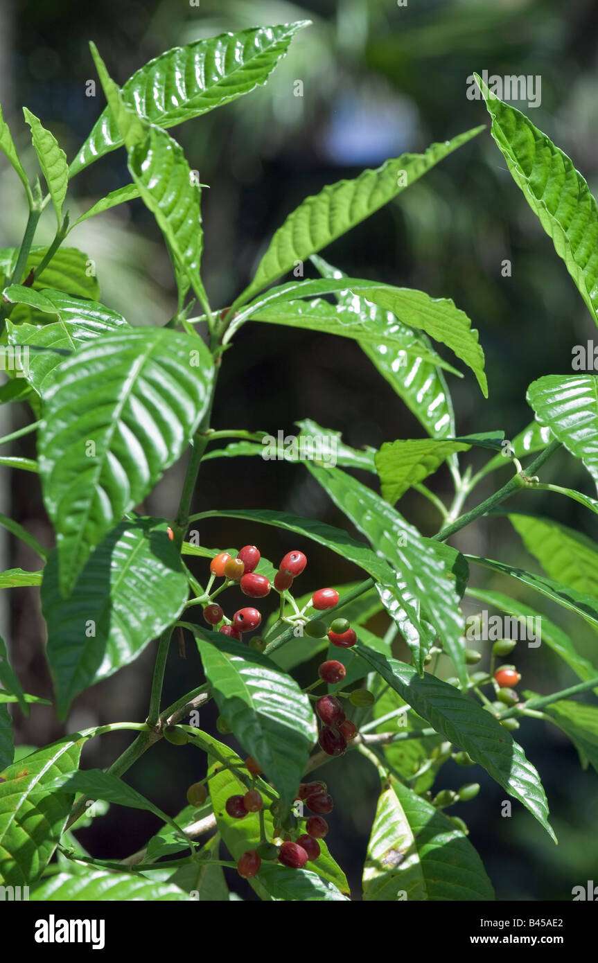 Shiny lasciato il caffè selvatico con frutta Psychotria nervosa Rubiaceae family Foto Stock