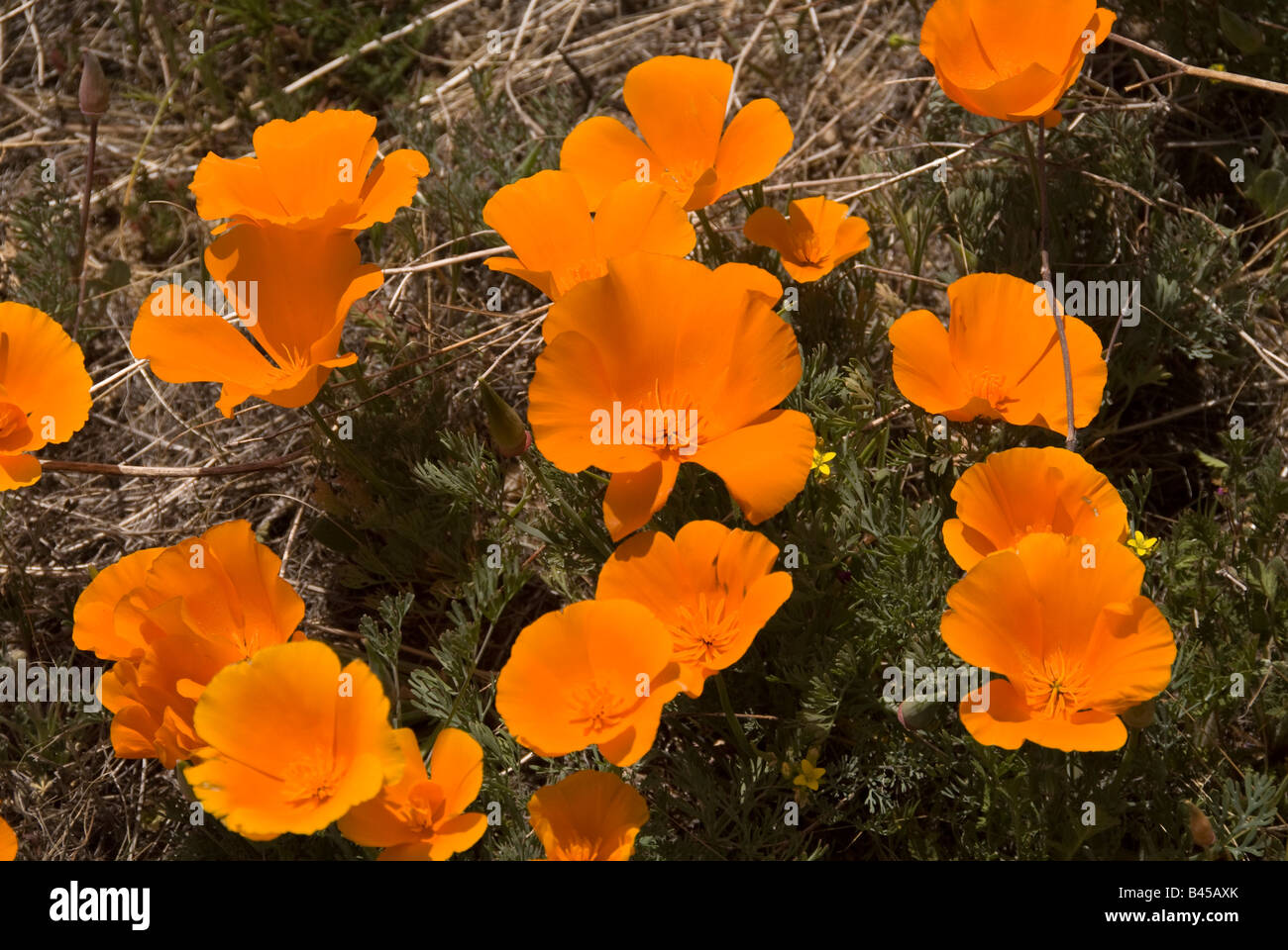 California Poppies in Antelope Valley California Poppy Reserve. Foto Stock