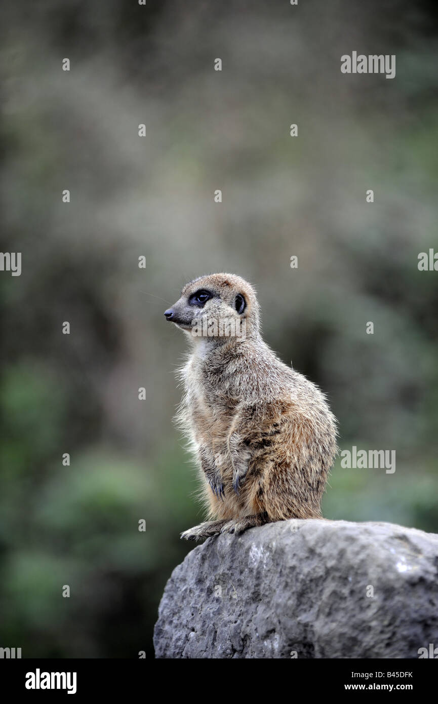 Un MEERKAT guarda fuori da una roccia. Foto Stock