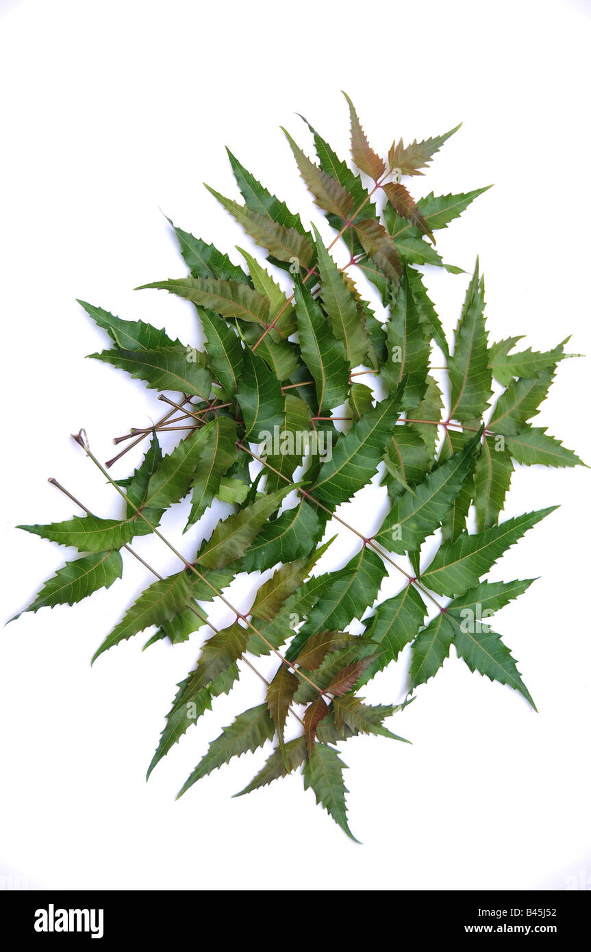 Fresche foglie di neem Foto Stock