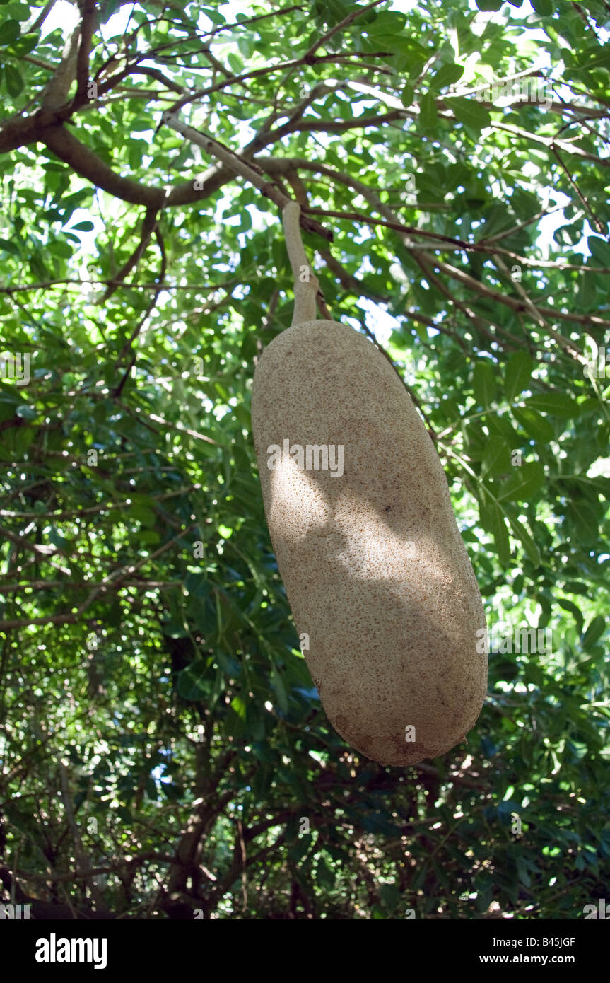 Salsiccia alberi da frutto Kigelia pinnata Foto Stock