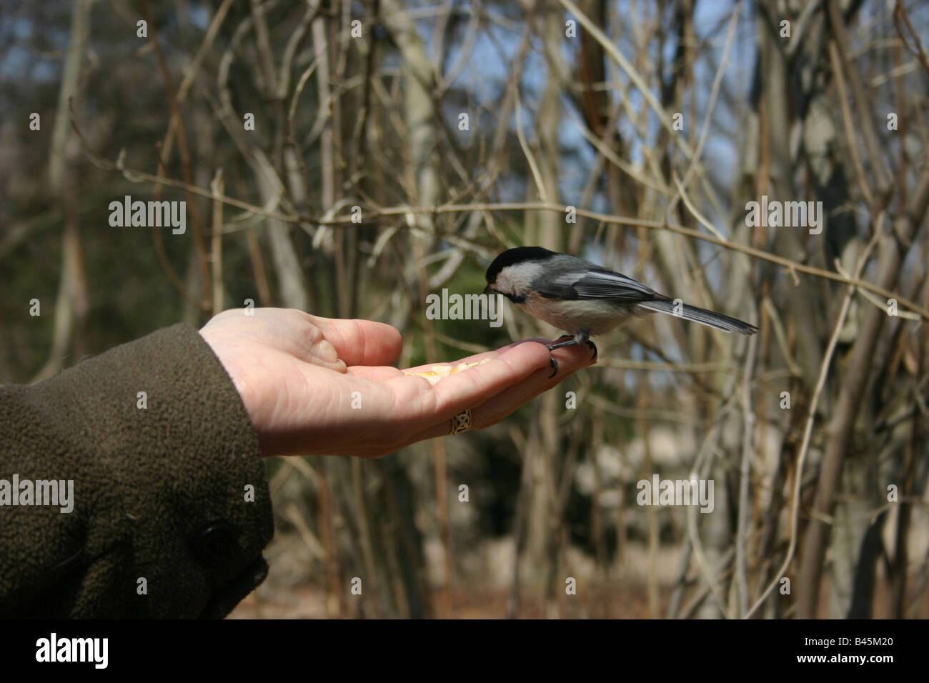 Il canto di un uccello in mano vale la pena di due nella boccola, questa si merita una grande foto. A Luisa mangiare birdseed fuori una mano. Foto Stock