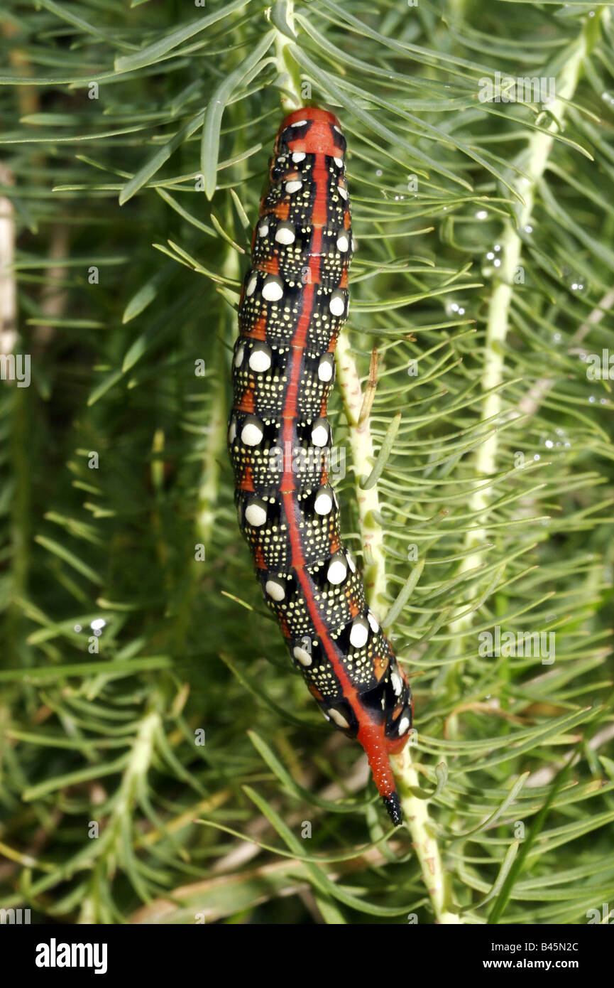 Zoologia / animali, insetti, Sphingidae, Euforbia-hawk Moth (Hyles euphorbiae), Caterpillar su legno di euforbia, Neusiedler See, Austria, distribuzione: Europa, Additional-Rights-Clearance-Info-Not-Available Foto Stock