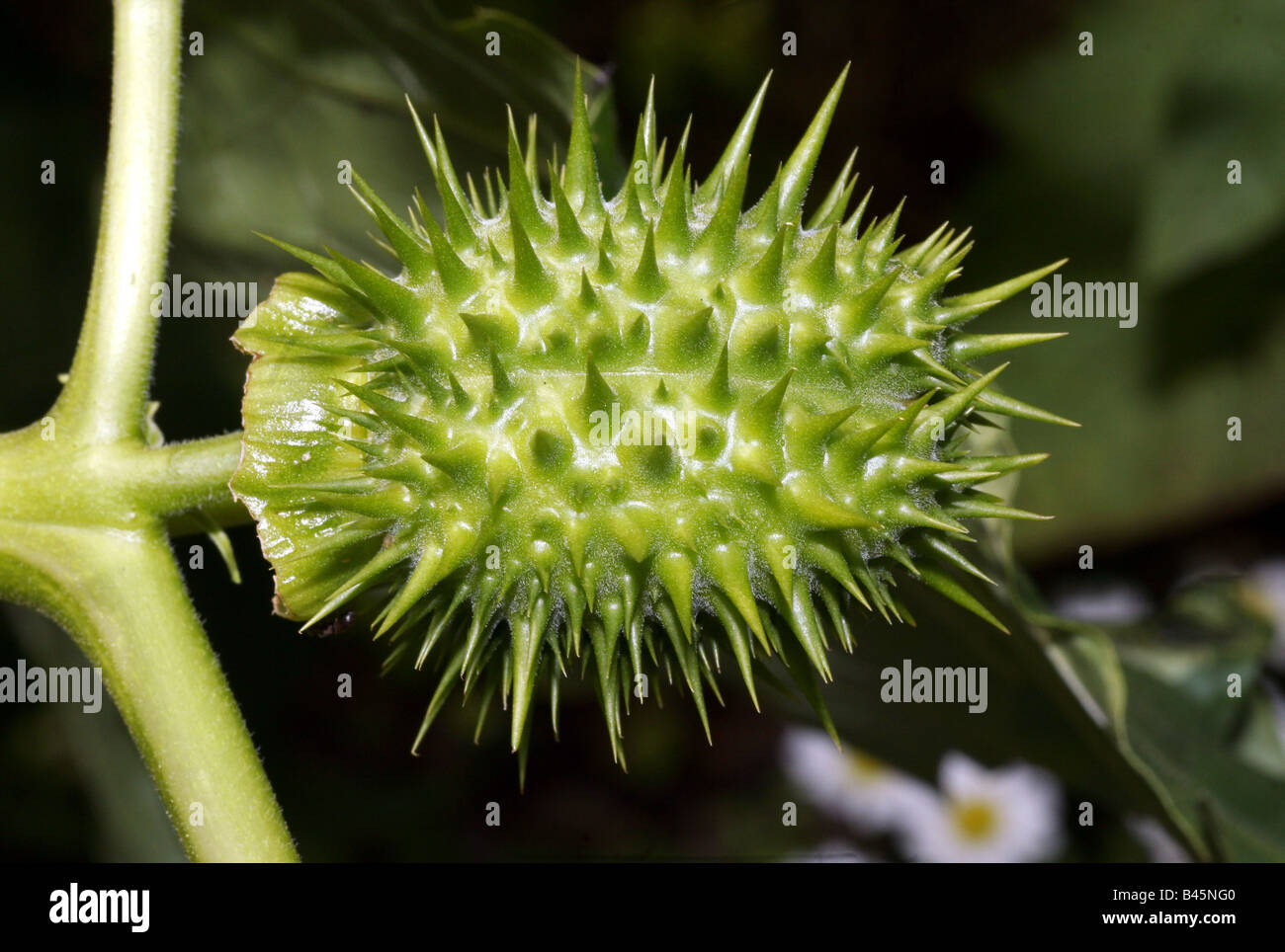 La botanica, Datura, 'Datura stramonium', seme spinoso nave, Buchhofen, Germania, Additional-Rights-Clearance-Info-Not-Available Foto Stock