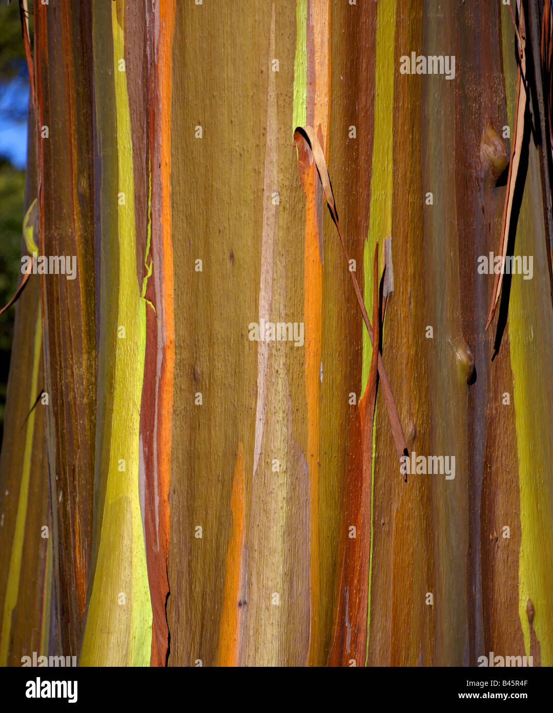 Eucalyptus deglupta (arcobaleno di eucalipto), gomma di Mindanao Foto Stock