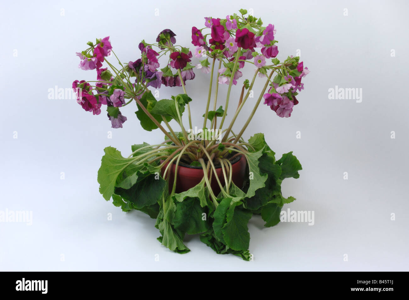 Primula tedesco (Primula obconica), appassiti pianta in vaso, studio immagine Foto Stock