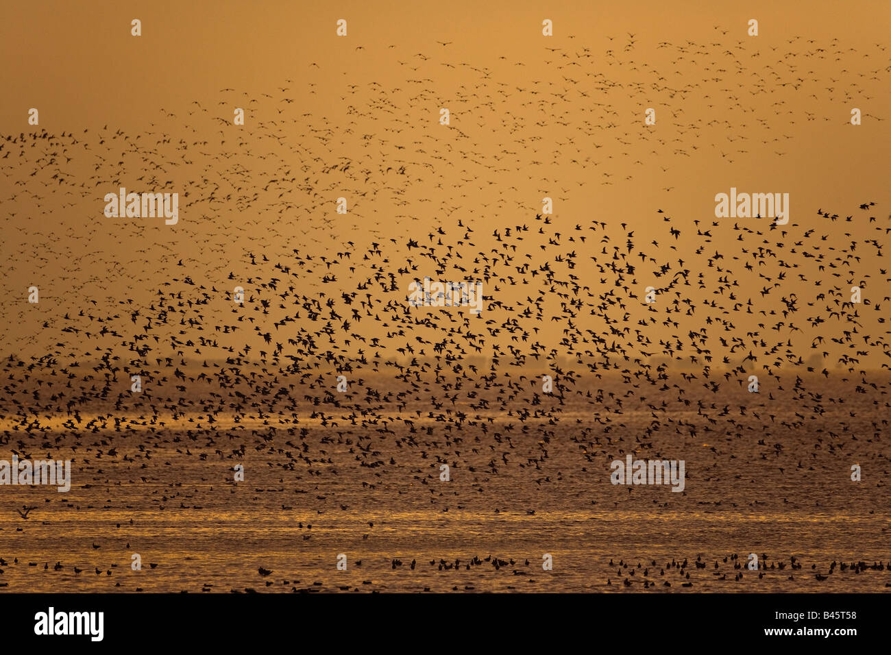 Nodo gregge e altri trampolieri in volo il lavaggio NORFOLK REGNO UNITO Foto Stock