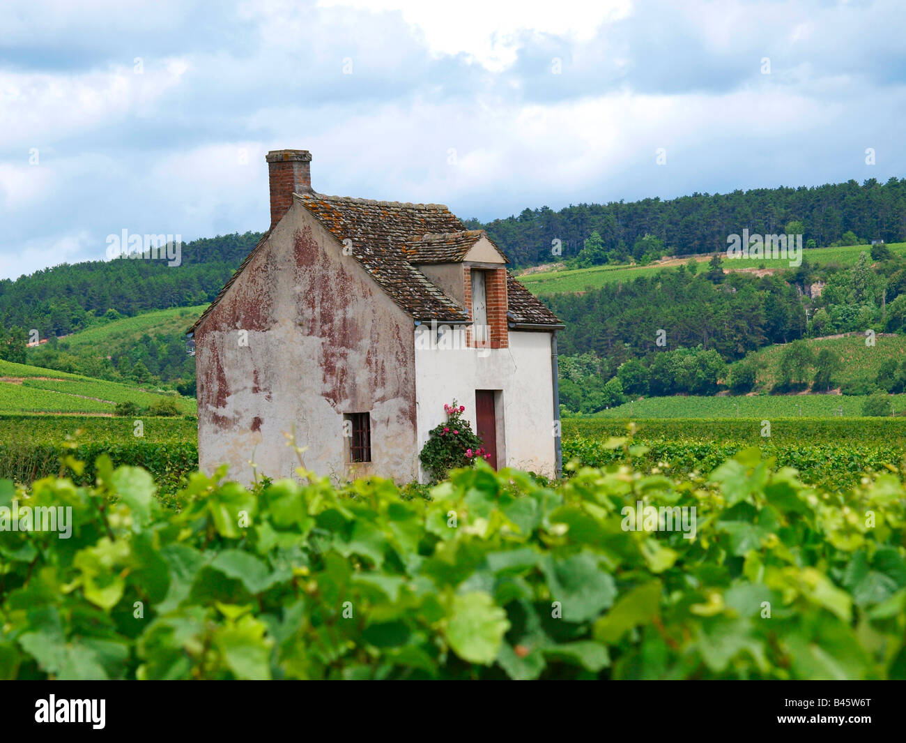 Vigneti della Borgogna, Francia Foto Stock