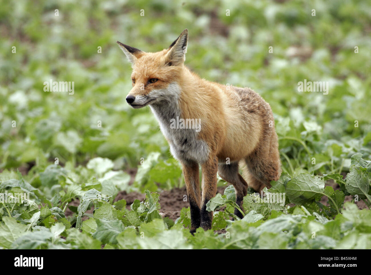 Zoologia / animali, mammifero / di mammifero, volpi, rosso volpe (Vulpes vulpes), stando in piedi in campo, distribuzione: Europa, Asia, Australia, Nord America, Additional-Rights-Clearance-Info-Not-Available Foto Stock