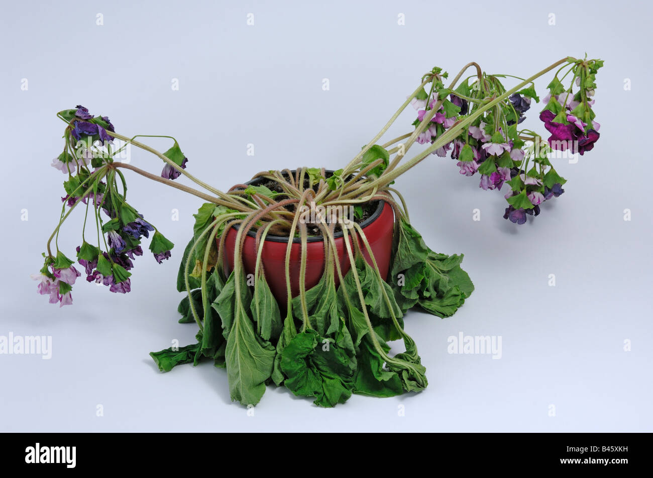 Primula tedesco (Primula obconica), appassiti pianta in vaso, studio immagine Foto Stock