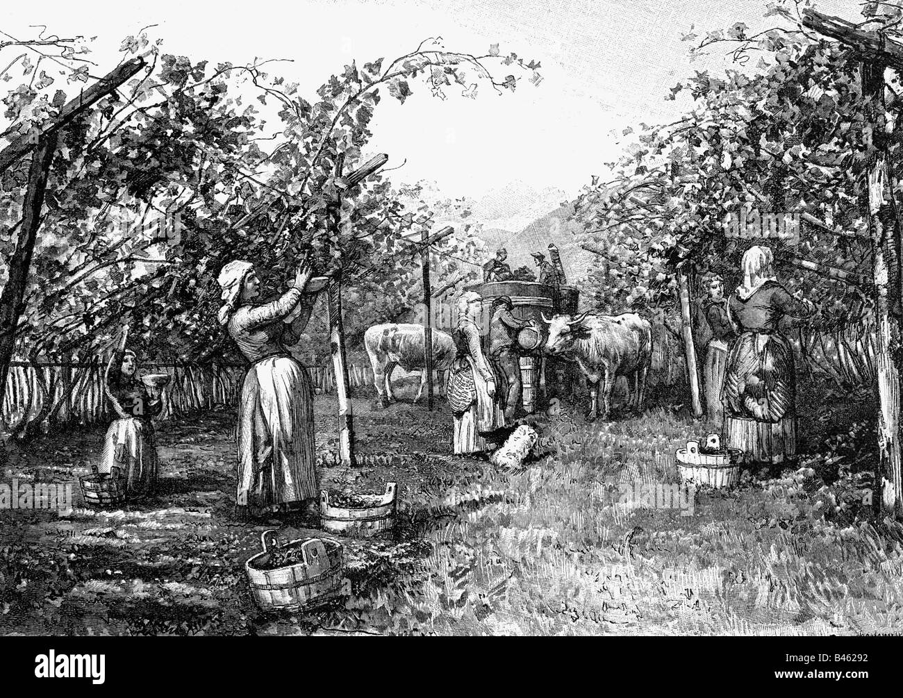 Alcol, vino, produzione, annata vicino Bolzano, incisione del legno, 19th secolo, agricoltura, viticoltura, raccolta, Alto Adige, Bolzano, Austria, Italia, storica, storica, popolare, Foto Stock