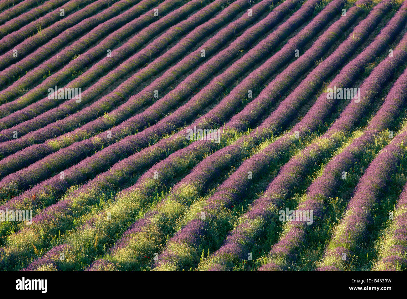 Righe di lavanda in un campo vicino a St-Saturnin-les-apt, il Vaucluse Provence, Francia Foto Stock