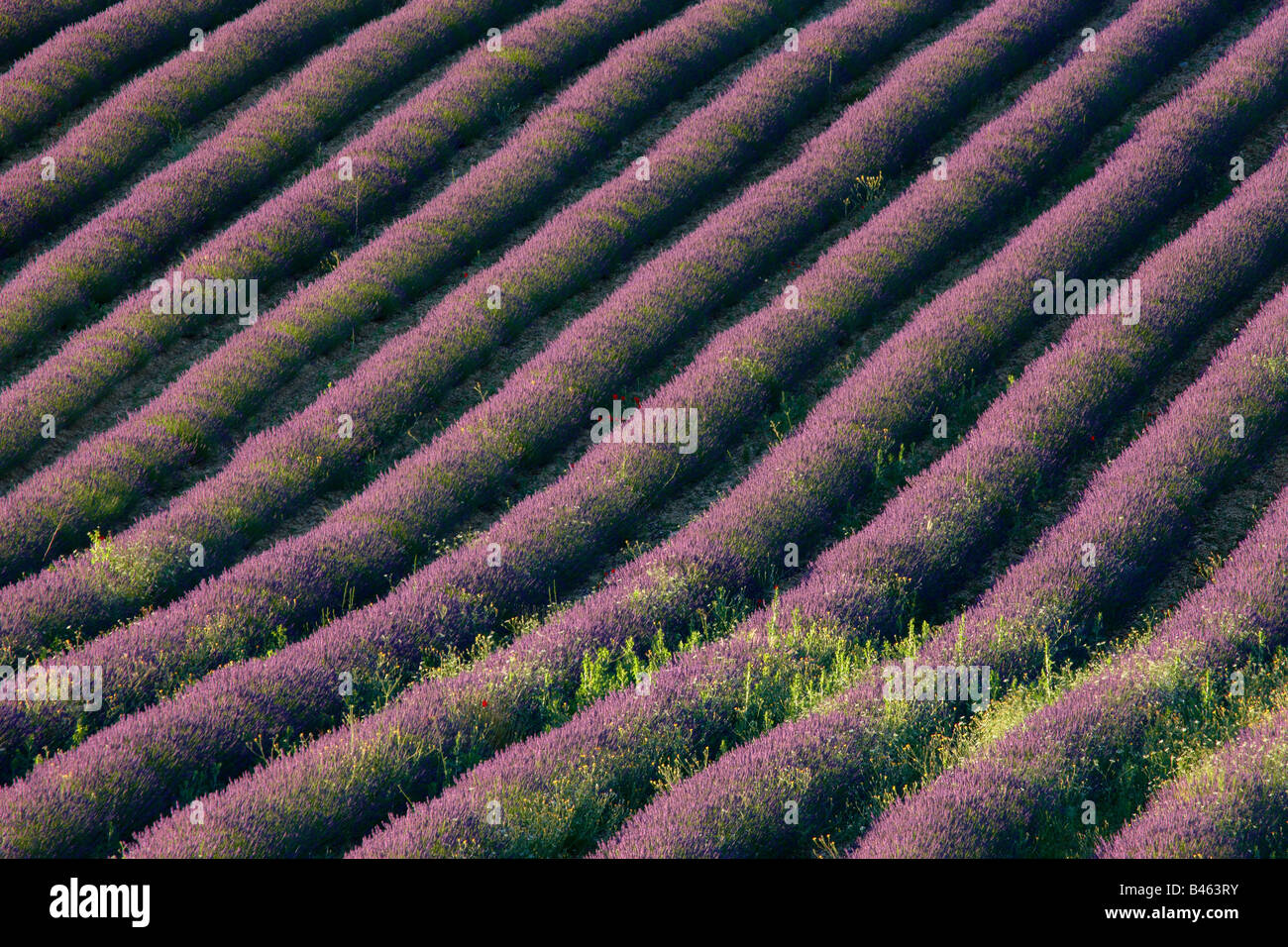 Righe di lavanda in un campo vicino a St-Saturnin-les-apt, il Vaucluse Provence, Francia Foto Stock