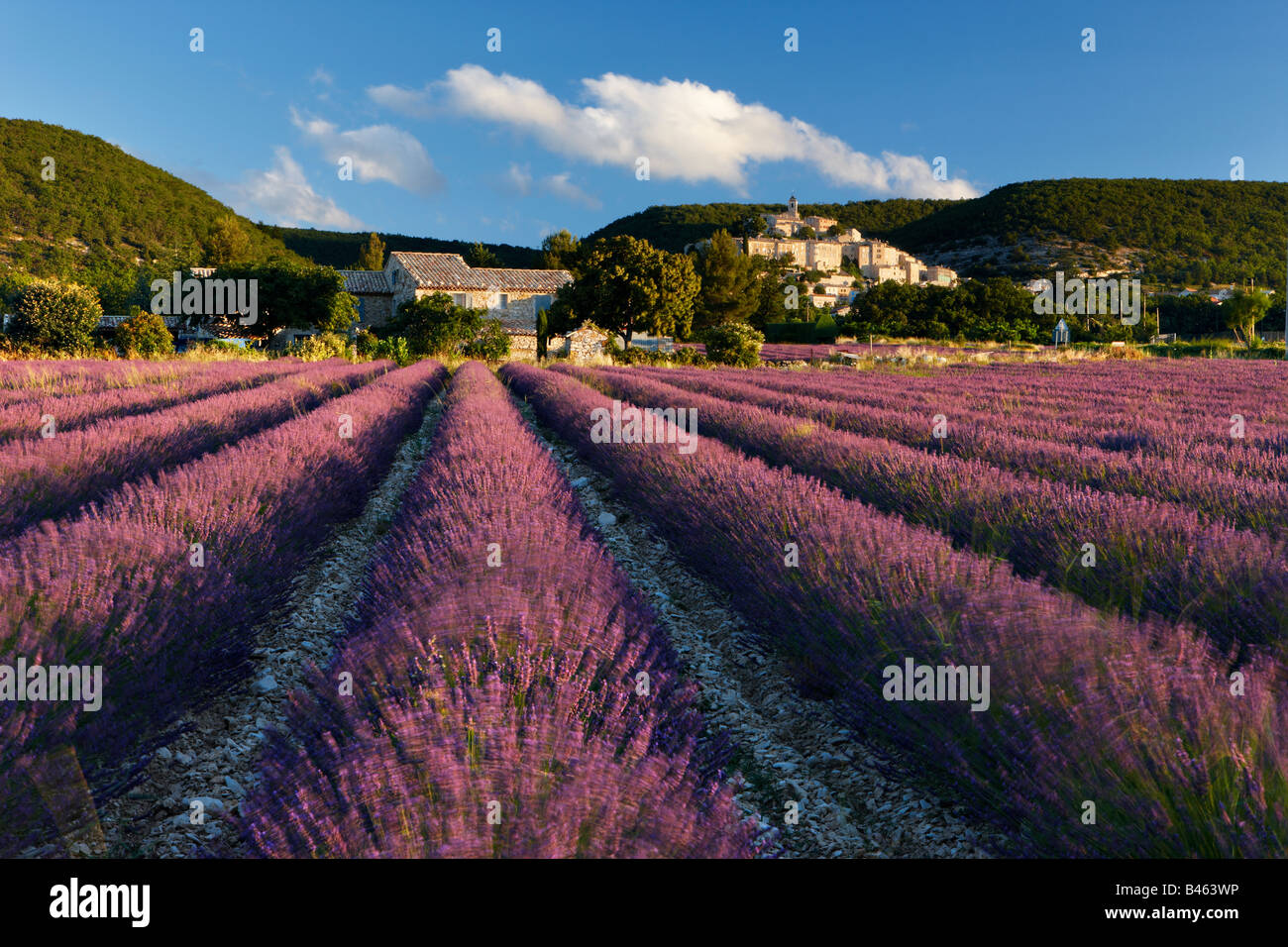 Un campo di lavanda con il villaggio di Banon oltre il Vaucluse Provence, Francia Foto Stock