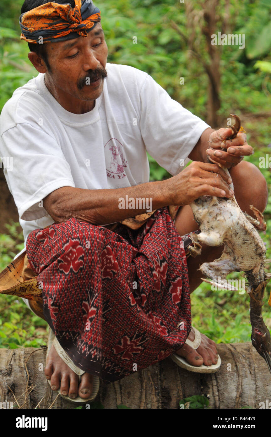 Anatre di pulizia per festival tempio. rituale di offerte e sacrifici, ubud , isola di Bali , Indonesia Foto Stock