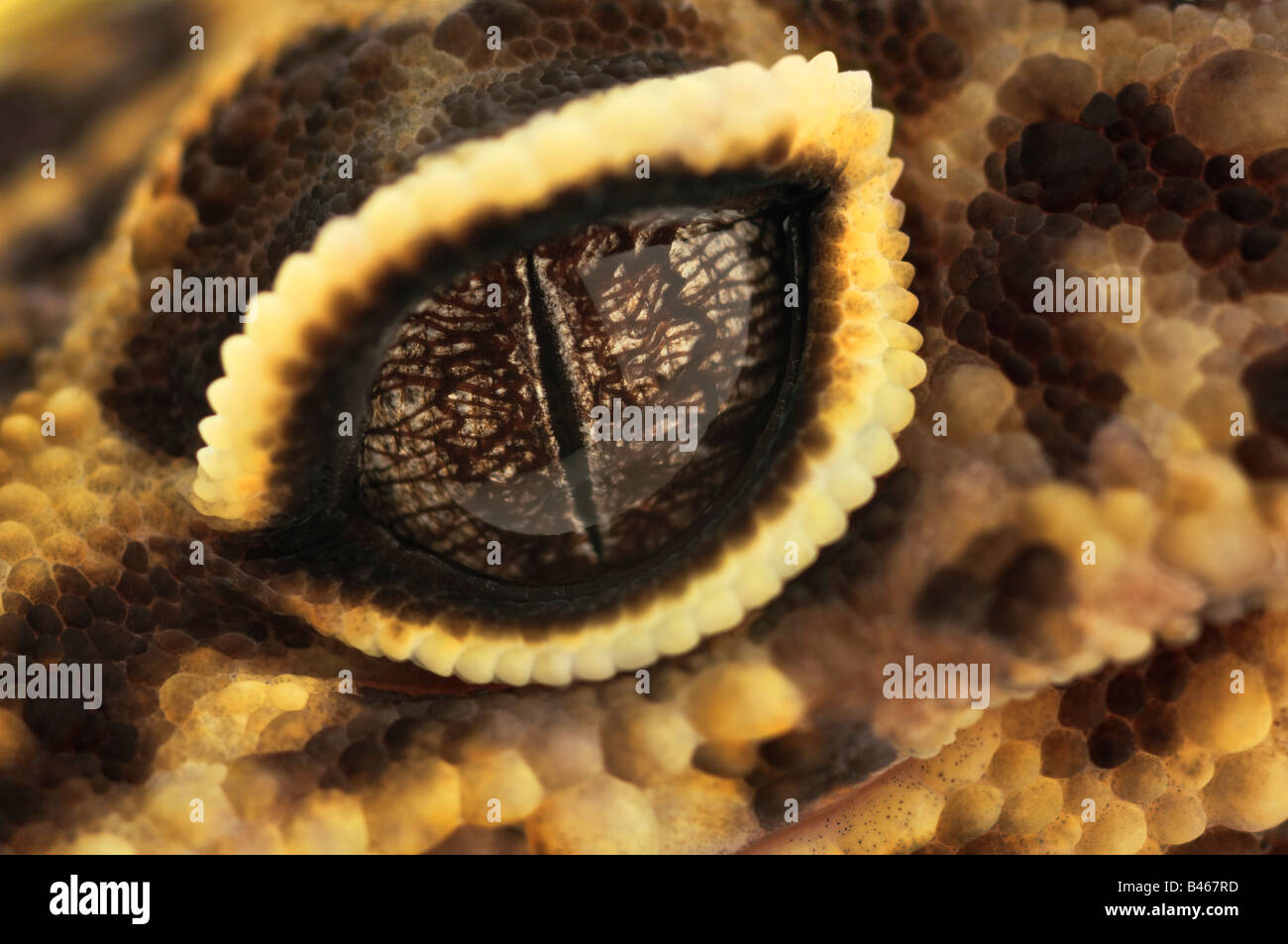 Adulto Leopard Gecko Foto Stock