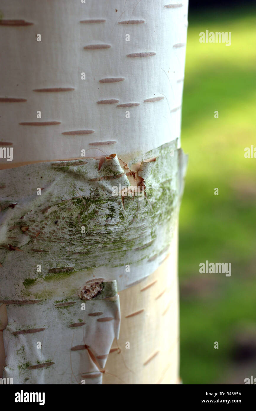 Corteccia di albero dettaglio Foto Stock