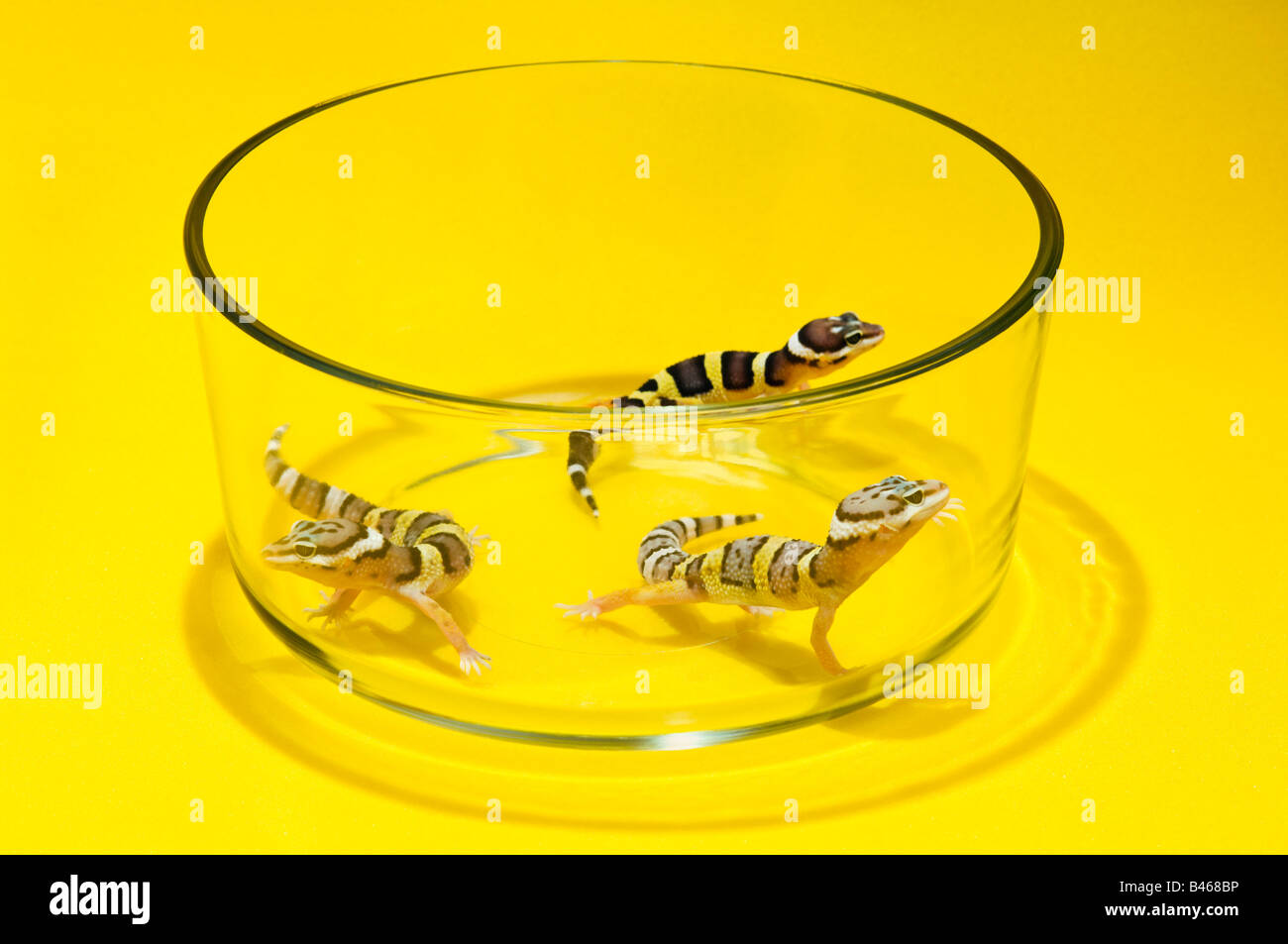 Baby Leopard gechi in un contenitore di vetro Foto Stock