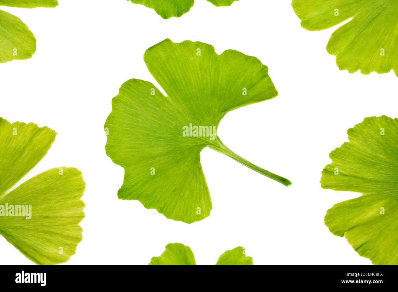 Maidenhair Tree Ginkgo biloba Foto Stock