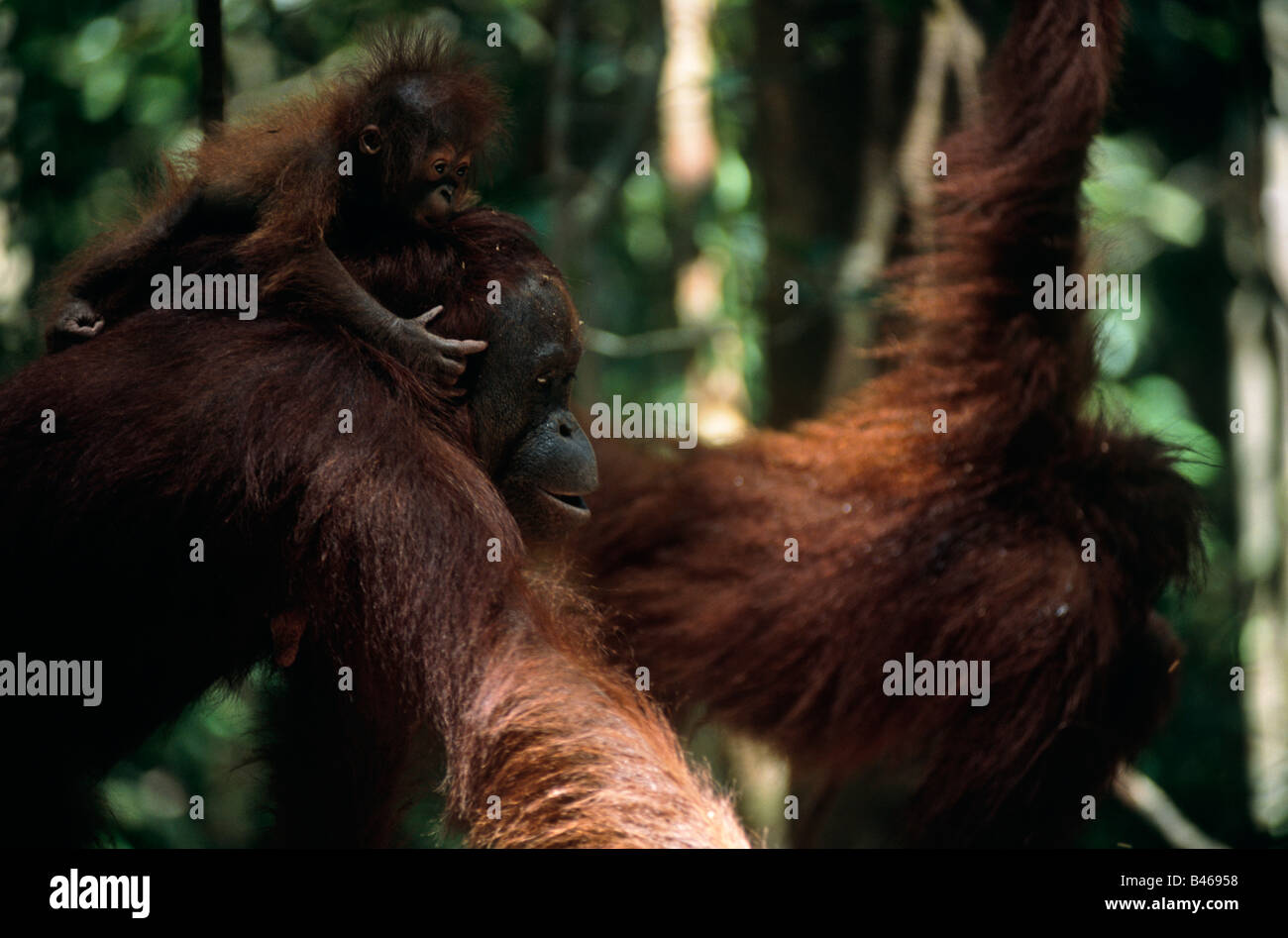 Orangutan (Pongo pygmaeus) con neonato, Camp Leakey, Tanjung Puting National Park, West Kotawaringin Regency, Kalimantan, Indonesia Foto Stock