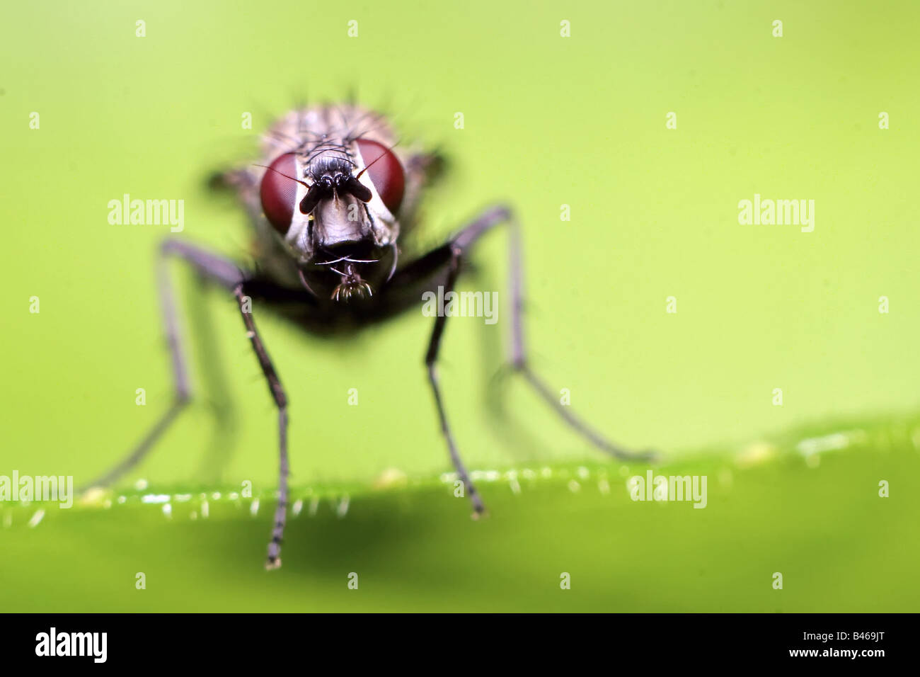 Faccia housefly macro su una foglia Foto Stock