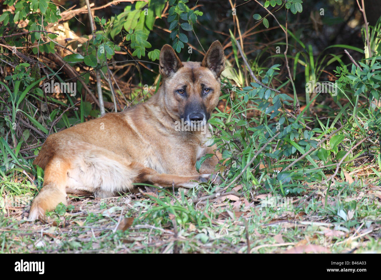 Dingo, Canis lupus dingo, singolo adulto in appoggio Foto Stock