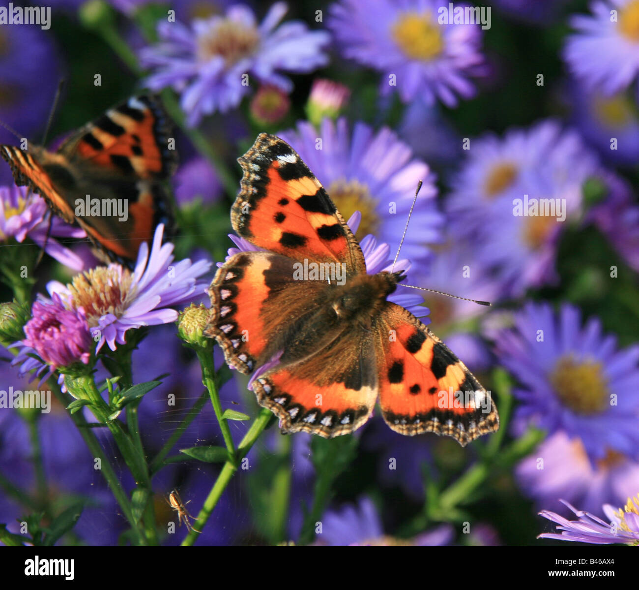 Un Rosso Admiral (Vanessa Atalanta) Foto Stock