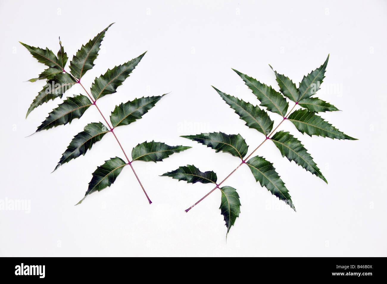 Fresche foglie di neem Foto Stock