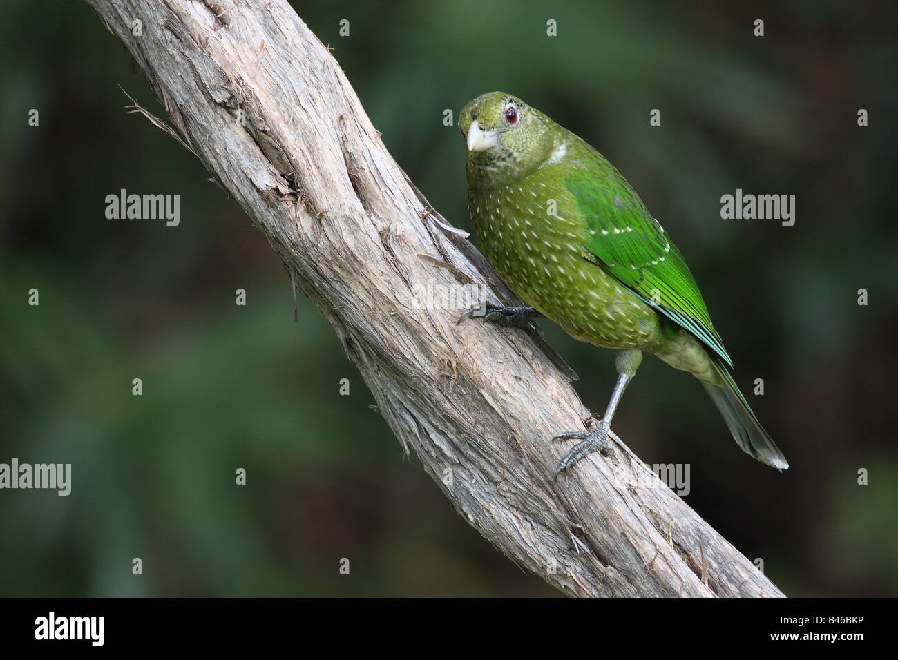Green catbird, ailuroedus crassirostris, maschio su un ramo Foto Stock