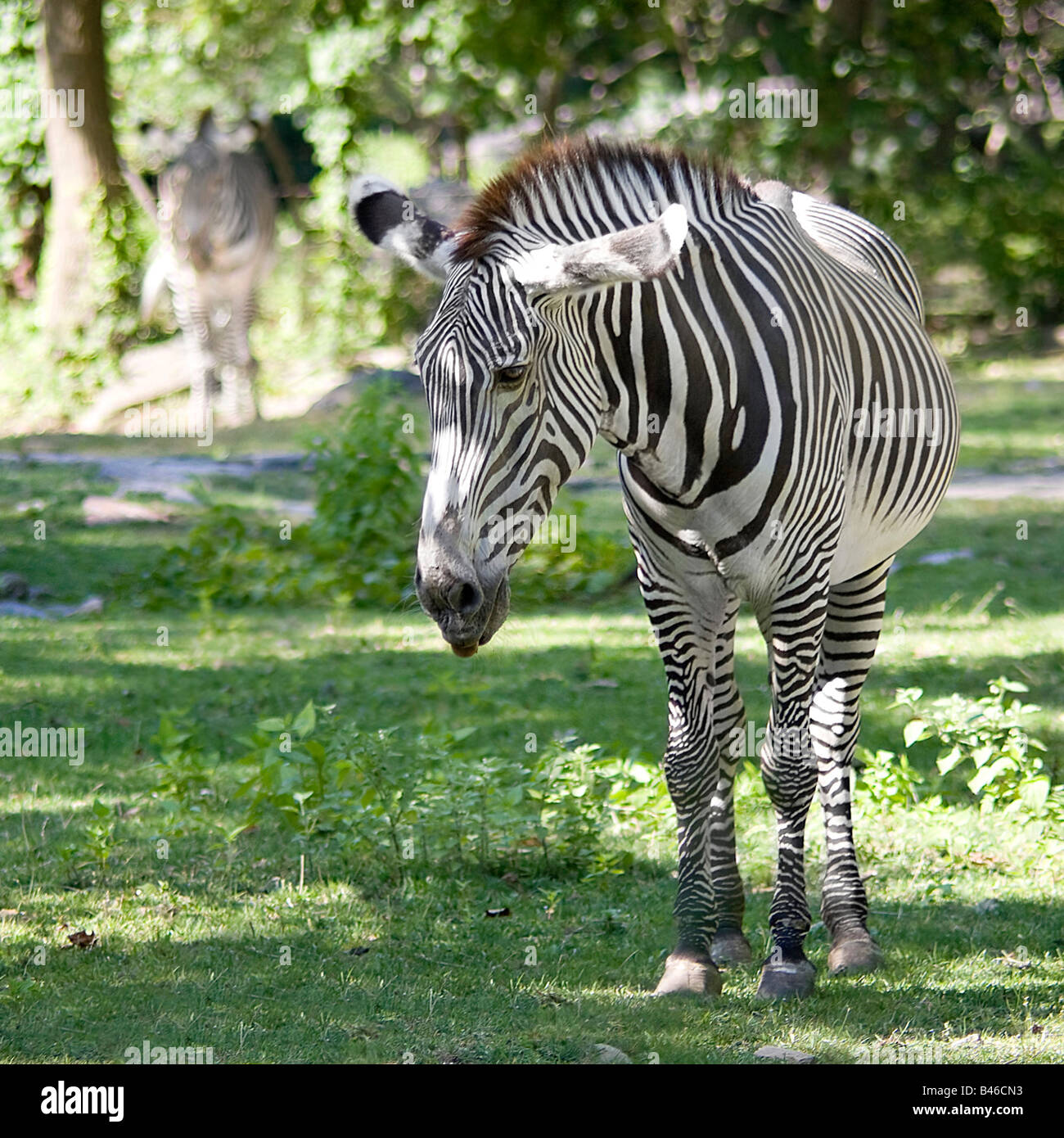 Un unico pascolo zebra sull'erba verde con un altro al di fuori della messa a fuoco in background Foto Stock