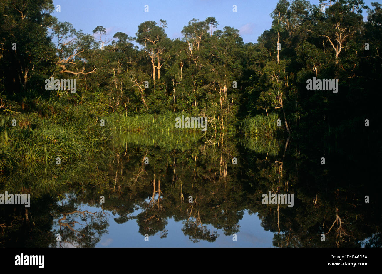 Sekonyer River, Tanjung Puting National Park, West Kotawaringin Regency, Kalimantan, Indonesia, Asia Foto Stock