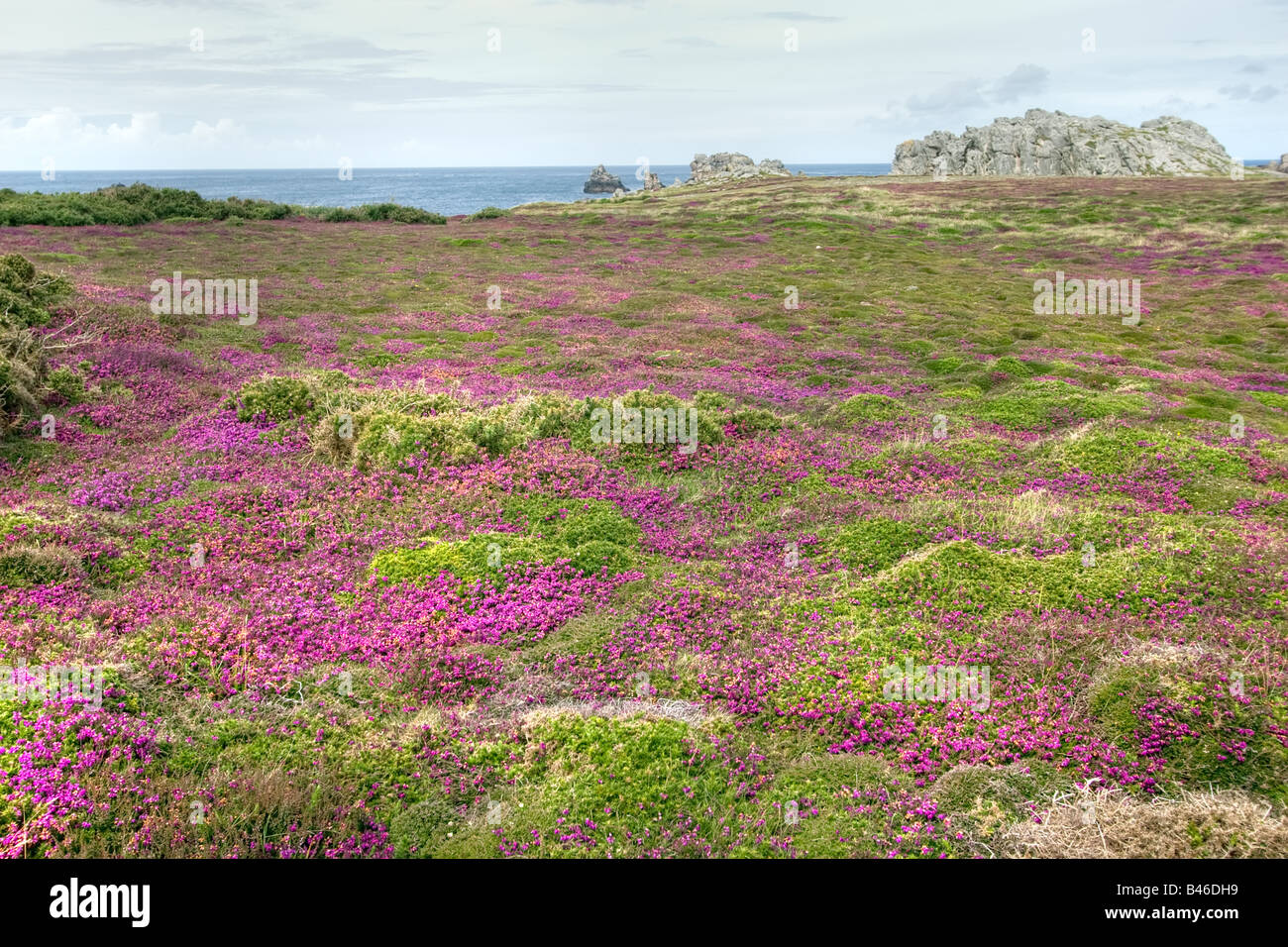 Estate costa heath isola di Ouessant Francia Bretagna Foto Stock