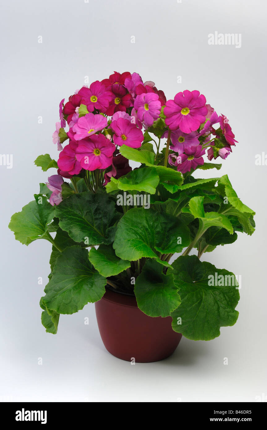 Primula tedesco (Primula obconica), fioritura pianta in vaso, studio immagine Foto Stock