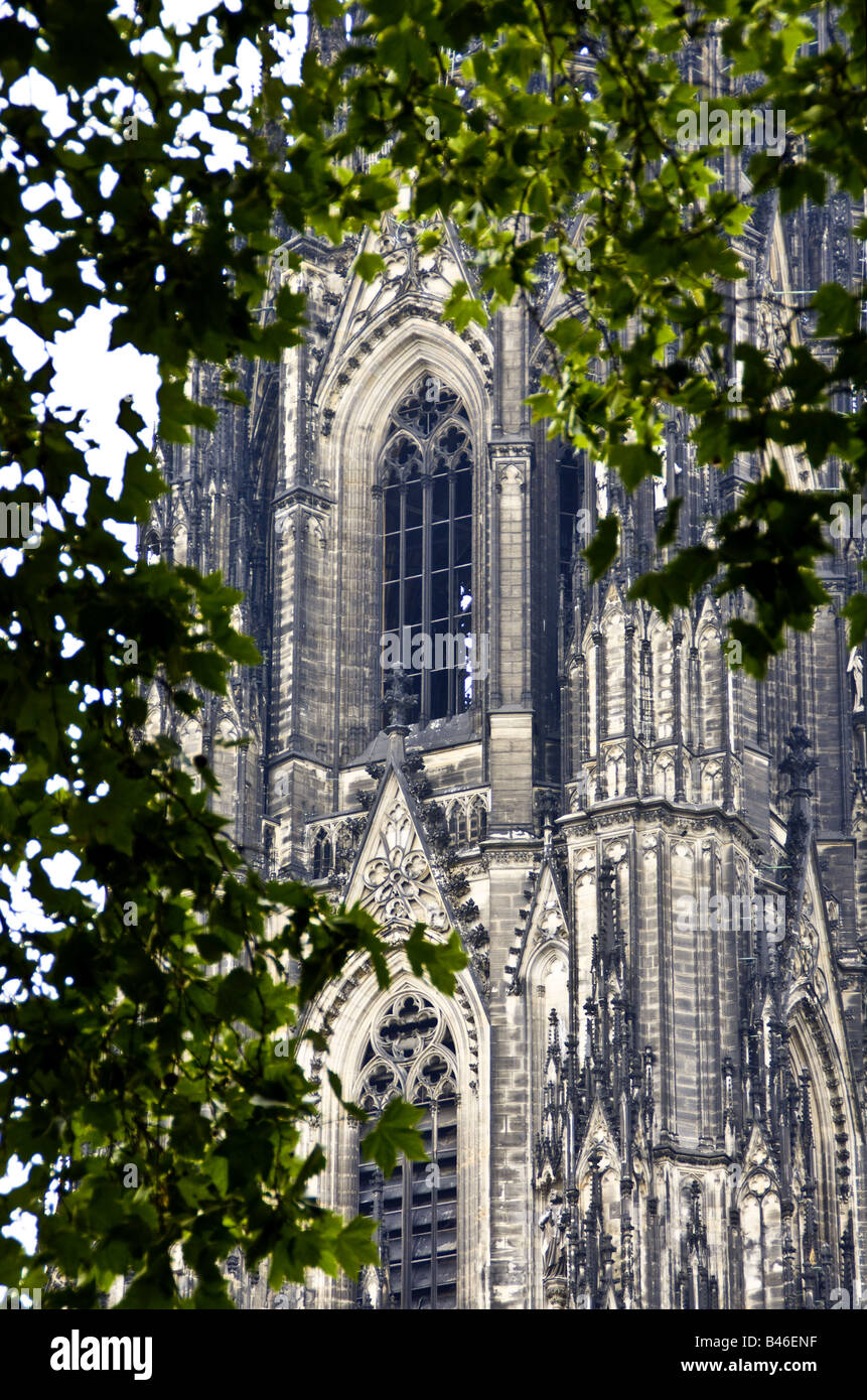 La facciata della Cattedrale di Colonia attraverso gli alberi Foto Stock