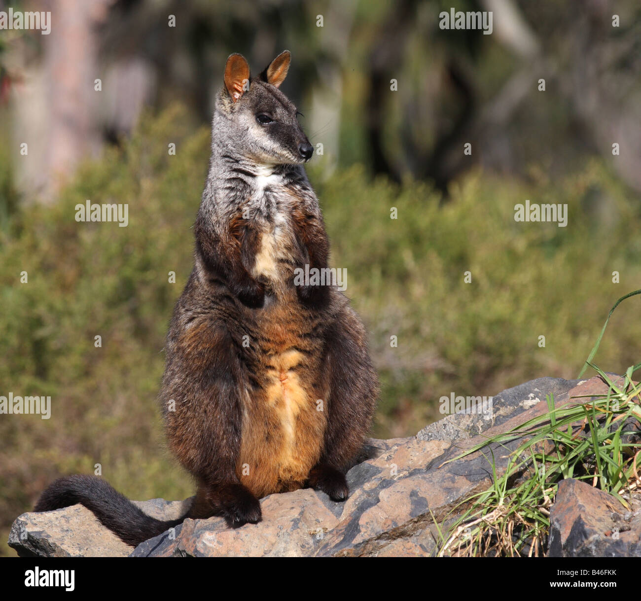 Brush-tailed rock wallaby avviso permanente su una roccia Foto Stock