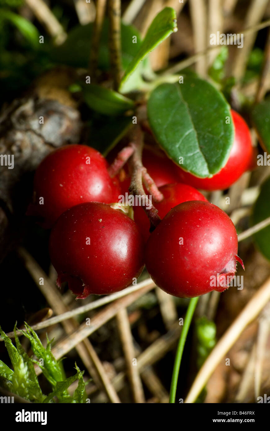 Vaccinium vitis-idaea close-up 1 Foto Stock