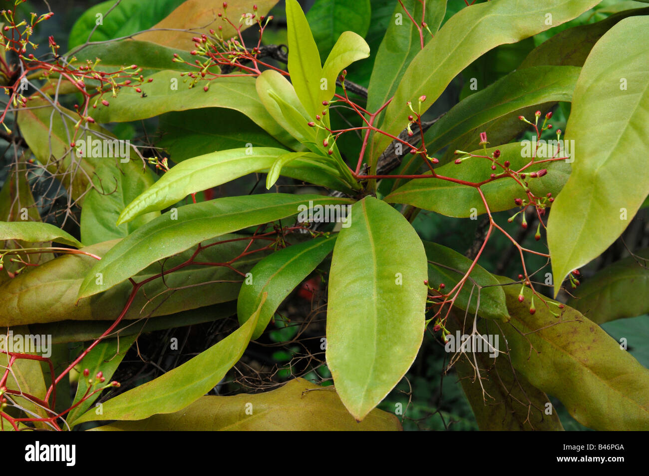 Liana (Ancistrocladus benomensis). Le foglie e i fiori Foto Stock