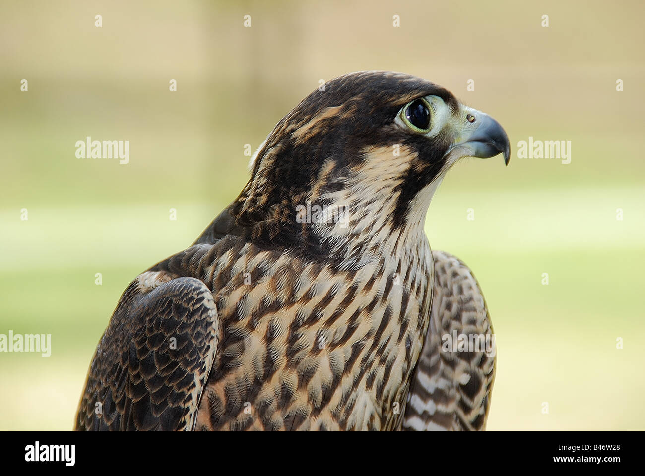 Falco peregrinus Foto Stock