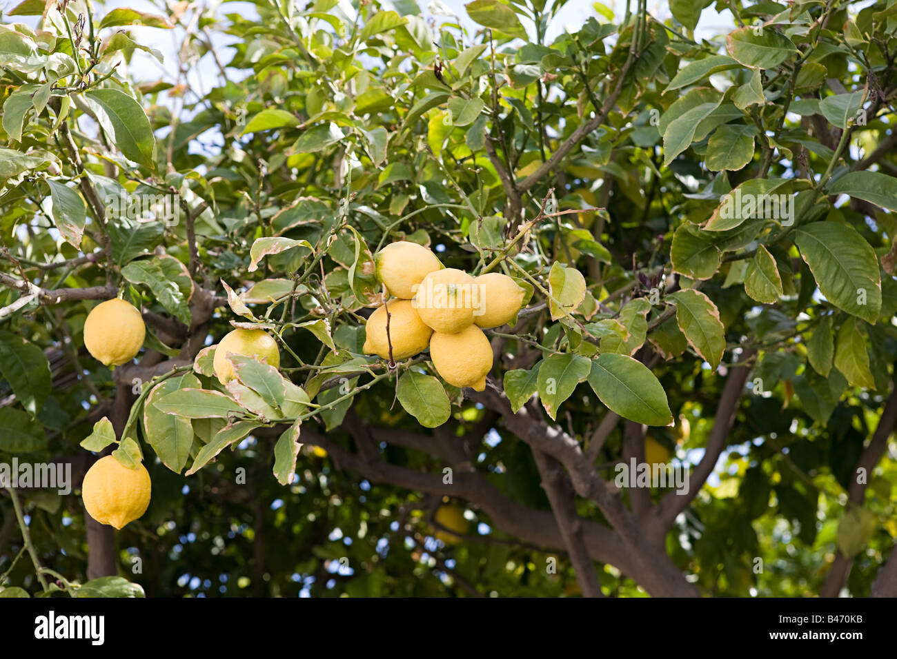 Albero di limone Foto Stock