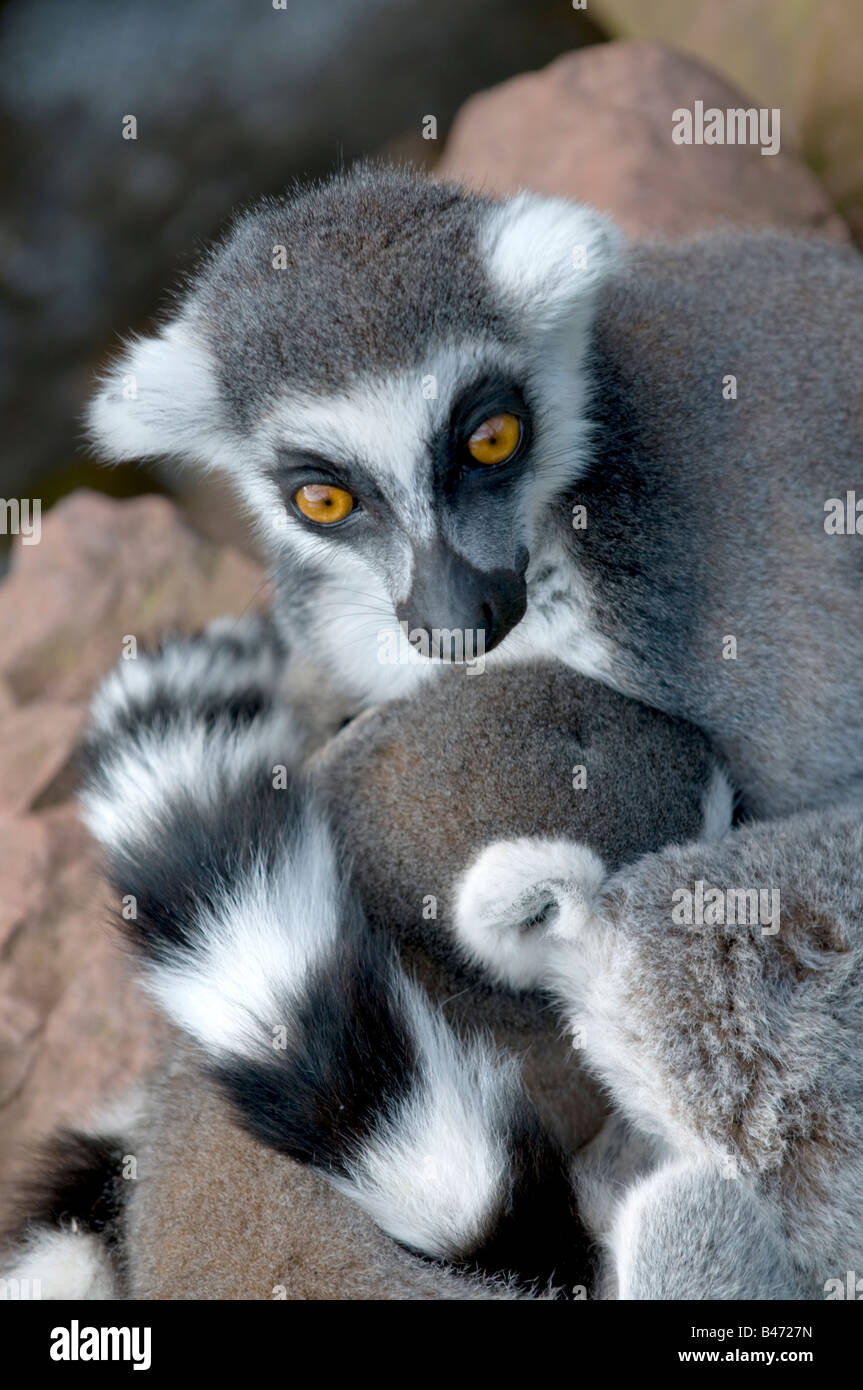 L'anello tailed Lemur Lemur catta Foto Stock