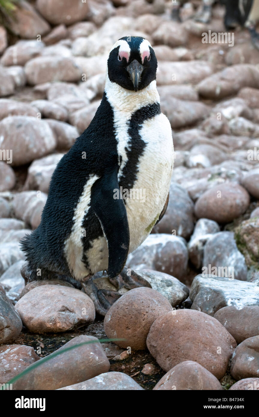 Nero footed Penguin Spheniscus demersus Foto Stock