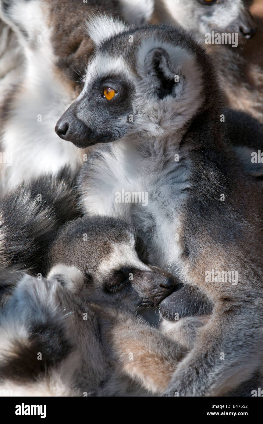 L'anello tailed Lemur Lemur catta Foto Stock
