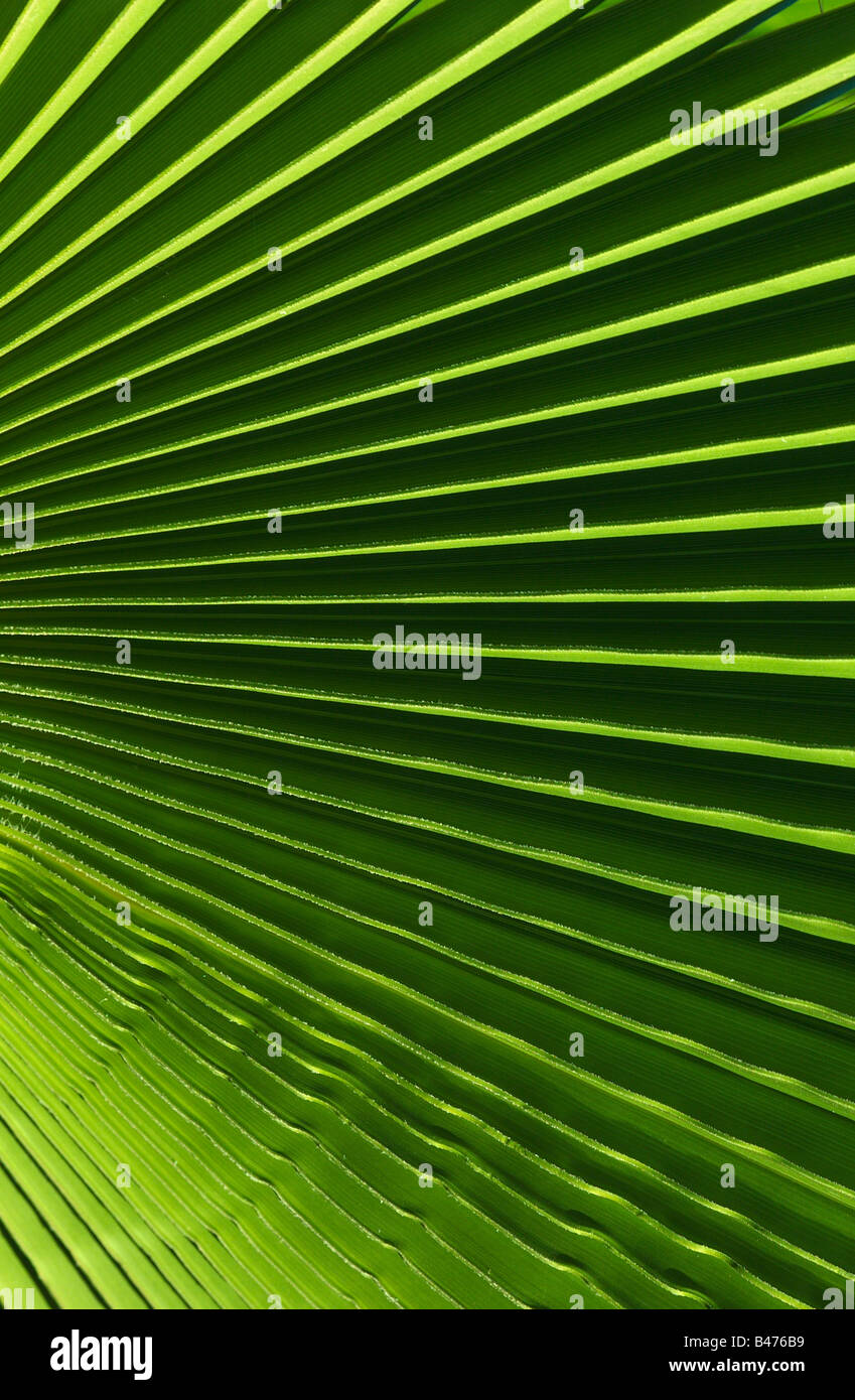 Foglia di Palma, Canarie Foto Stock