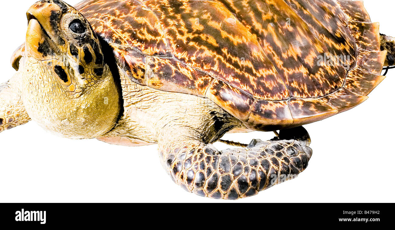 Una vera e propria tartaruga embricata, (Eretmochelys imbricata). Preparato con la testa (occhi di vetro) e degli arti inferiori che fuoriescono. Cucite sul ventre e con un cavo di fissaggio. Lunghezza 55 cm. Certificato CITES disponibile in Belle Arti del XIX secolo, oggetto, oggetti, alambicchi, clipping, clippings, tagliate, cut-out, cut-outs, belle arti, arte, oggetto d'arte, oggetti d'arte, armonici, preziosa, collezionismo, oggetto da collezione, collezionismo, articoli da collezione, rarità, rarità, Additional-Rights-Clearance-Info-Not-Available Foto Stock