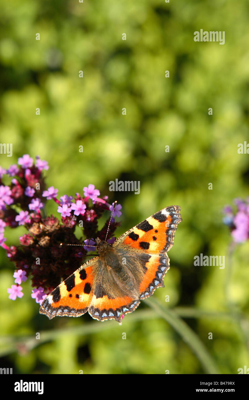 Butterfly piccola tartaruga Aglais urticae nella tarda estate del Regno Unito fiore in settembre con copyspace NEL REGNO UNITO Foto Stock