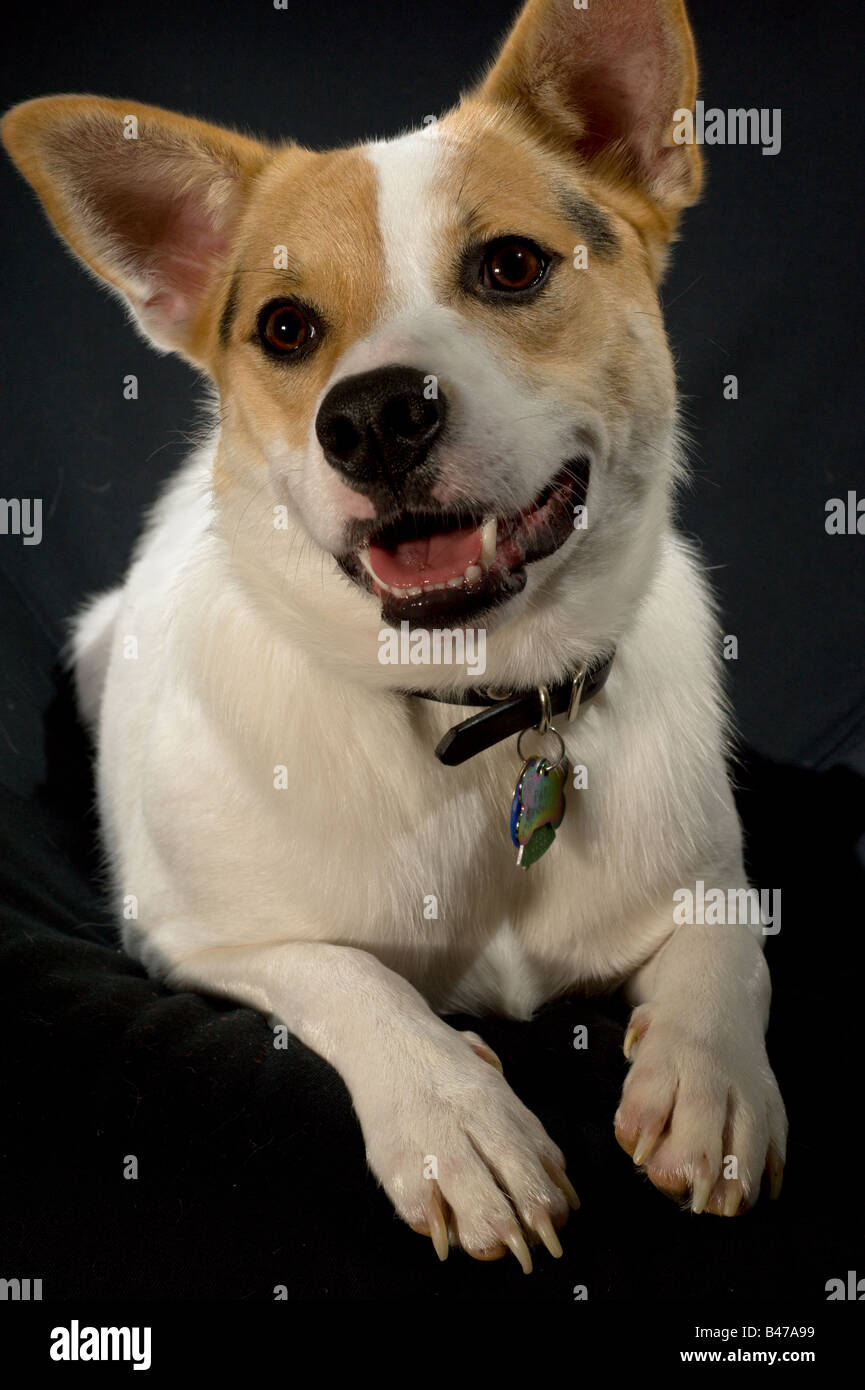 Tan e cane bianco con un naso nero Foto Stock